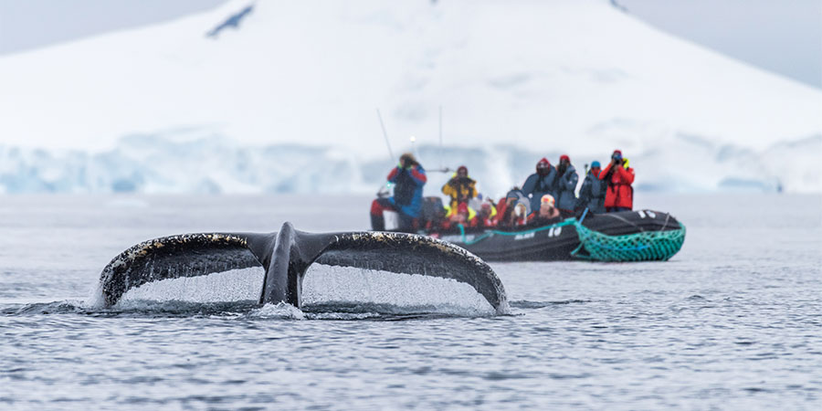 Encountering Antarctica’s wildlife aboard Zodiac boats
